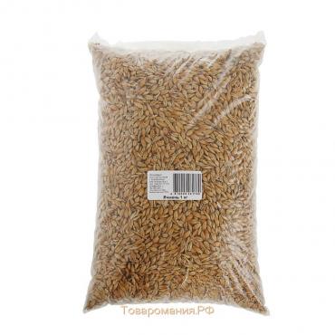 Семена Ячмень "Поспелов", 1 кг