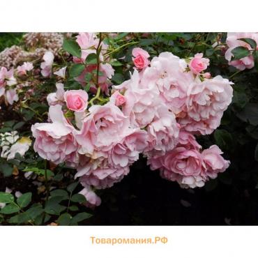 Роза флорибунда Боника, C3,5 горшок, Н25-45 высота, 1 шт, Лето 2024
